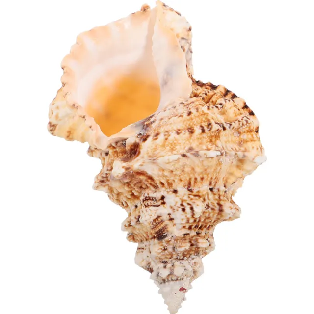 Delicate Conch Creative Adorn Ornaments Aquarium Crafts Seashell Seaside Big