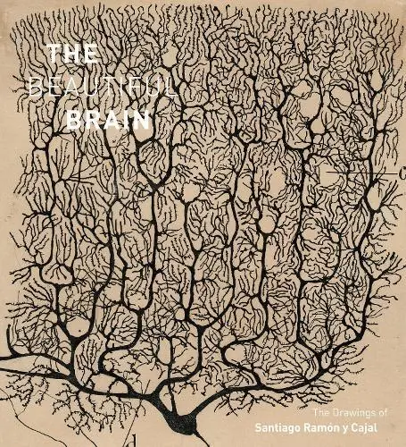 The Beautiful Gehirn: Die Zeichnungen Von Ramon Y Cajal Larry W Swanson, Alfonso