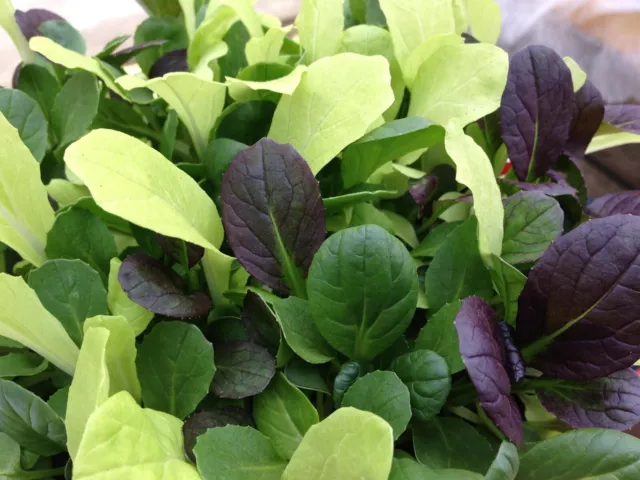 Vegetable - Microgreens - Pak Choi Mixed Salad- Salad Mix - 750 Seeds- 1st Class