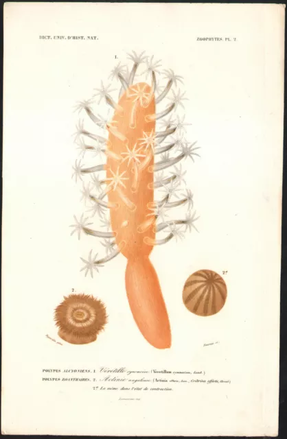1849 Lithographie originale Zoophytes Polypes Corail faune sous-marine