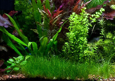 *BUY 2 GET 1 FREE* Dwarf Hair Grass Eleocharis Parvula Clumps Aquarium Plants ✅ 2
