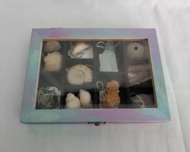 OOAK Collectors Treasure Box Of UK Fossils & Beachcombing Mudlark Finds