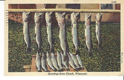 Postcard Greetings From Chetek Wisconsin - Nice Catch Of Fish