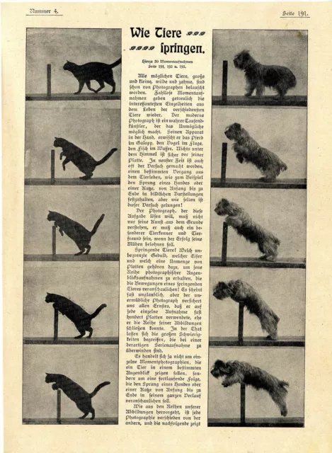 Comment les animaux sautent histoire. Photographies instantanées technique photographique animaux texte de 1901