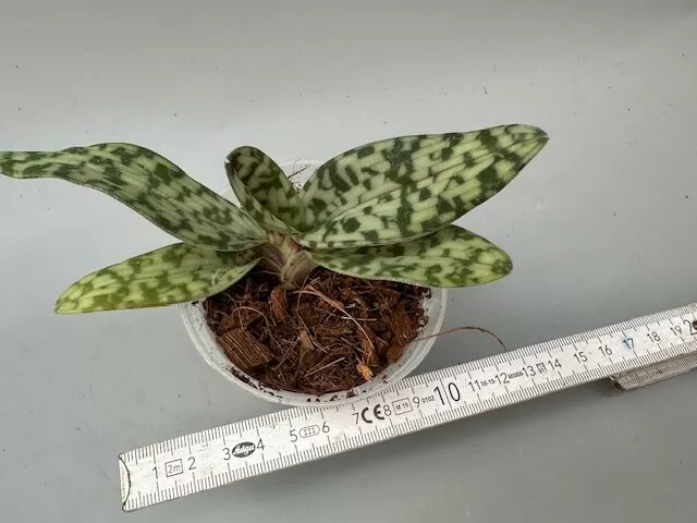 Paphiopedilum celebensis No. 1   ¡Forma natural rara!