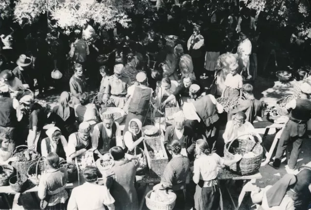 ŠIBENIK c. 1935 - Jour de Marché  Dalmatie Croatie - DIV 6549