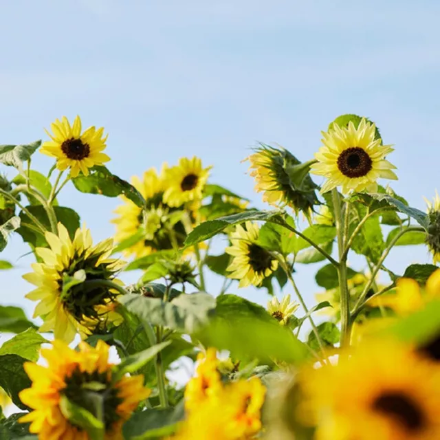 Lemon Queen Sunflower Seeds | Non-GMO | Heirloom | Fresh Garden Seeds