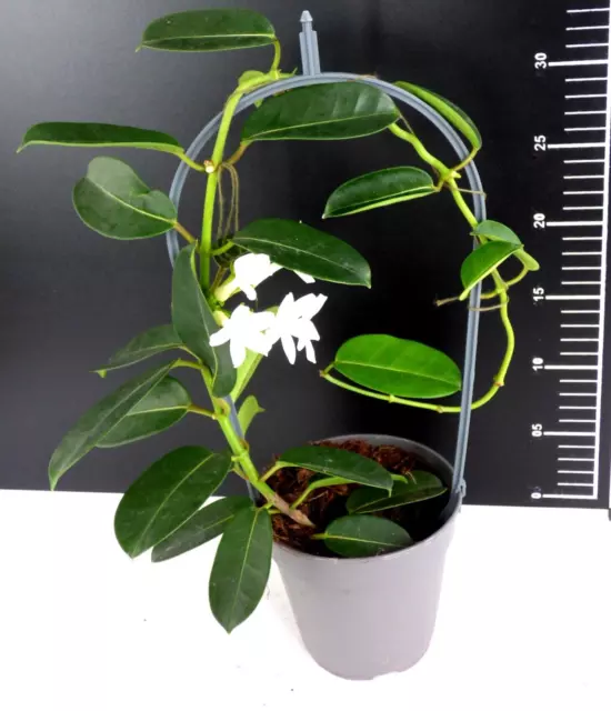- Madagaskar Jasmin Seidenpflanze weißblühend abgebildete  Zimmerpflanze