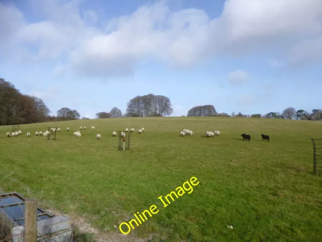 Photo 6x4 Minchington, sheep grazing Farnham/ST9515 Off Oakley Lane, nea c2013