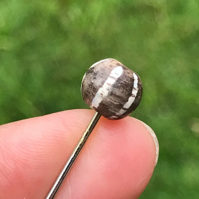 Rare Ancient Pumtek Pyu Bead 6 Stripe 7X8Mm #B461
