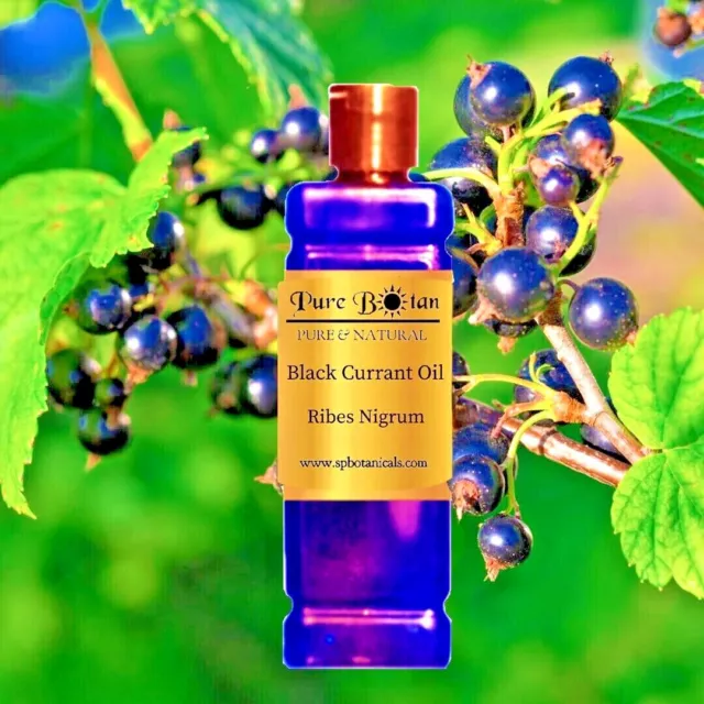 Aceite de semilla de grosella negra - orgánico - prensado en frío - 8 oz