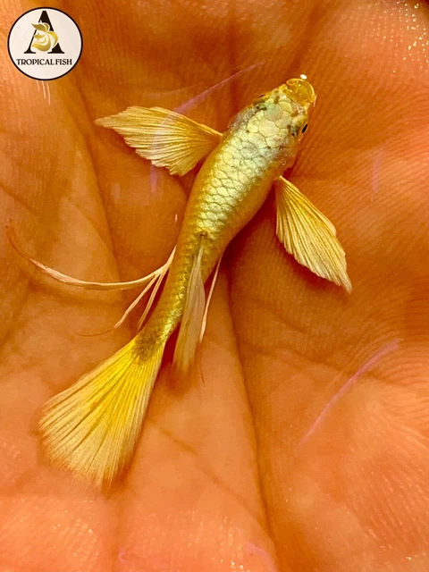 2 Male - Live Aquarium Guppy Fish High Quality - Full Gold RIBBON 24k