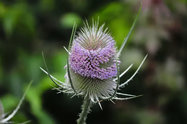 WILDE KARDE 50 Samen aus bioveganem Naturgarten Wildblume Bienenweide