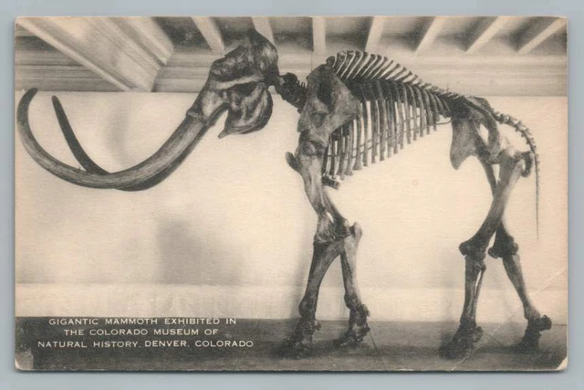 Mammoth Fossil Skeleton DENVER Colorado Museum Natural History Paleontology 50s Mammoth Fossil Skeleton DENVER Colorado Museum Natural History Paleontology 50s