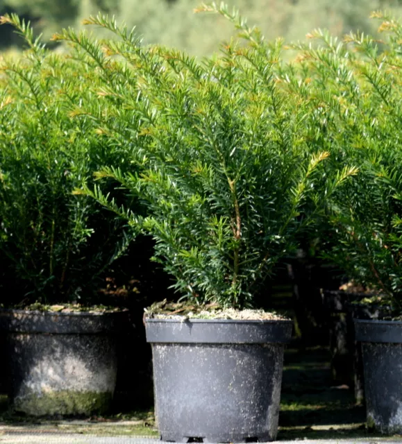 Taxus baccata 'Renkes Kleiner Grüner' 20 - 30 cm  im Container