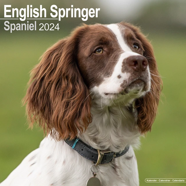 ENGLISH SPRINGER SPANIEL Calendar 2024 Dog Breed Wall Calendar 15 OFF