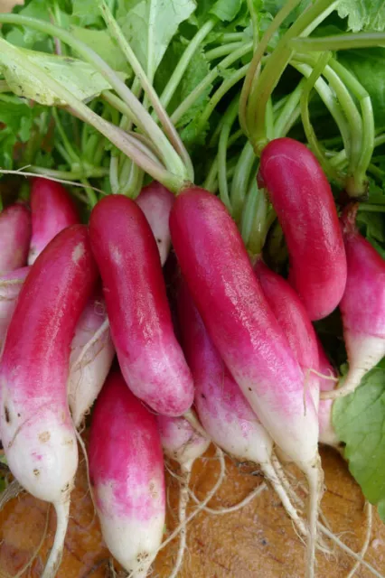 French Breakfast Radish 50 - 5000 Seeds Heirloom long delicious garden 30 days!