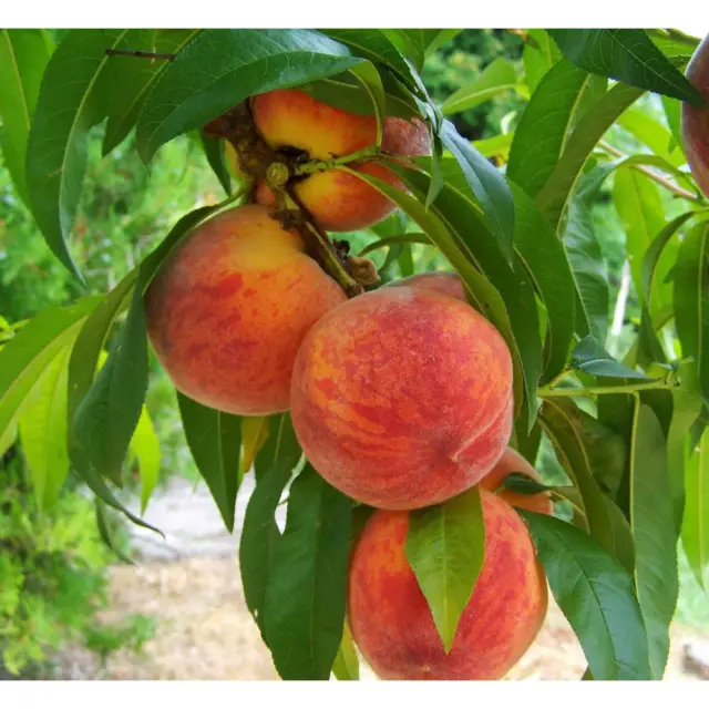 3 Ft. Frost Peach Tree Semi Dwarf with Cold Hardy and Delicious Fruit