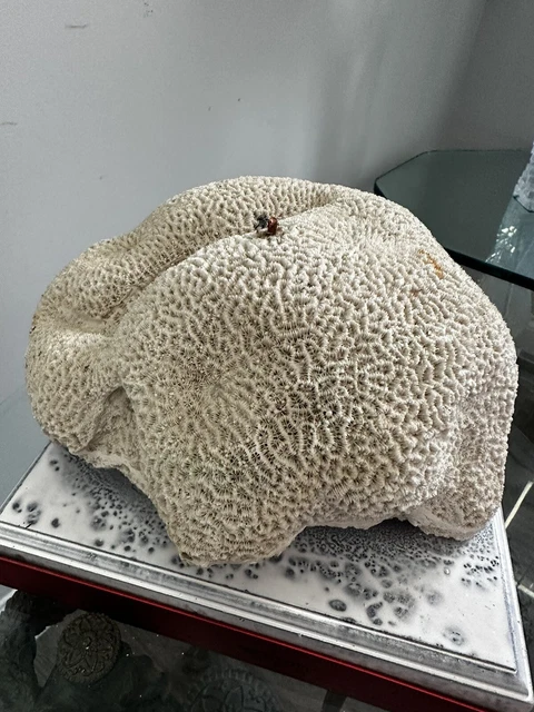 HUGE‼️ RARE Brain Coral saltwater aquarium fish beach decor wood base mounted