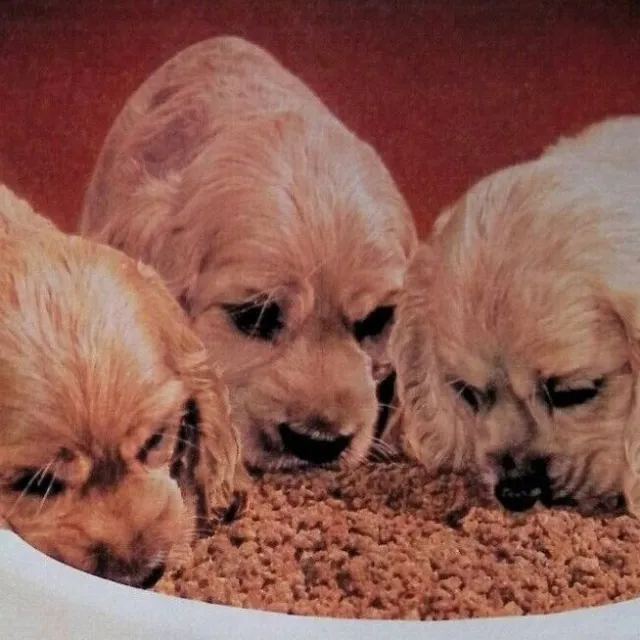 1964 New Friskies Puppy Food Dog Cat Carnation Original Print Ad