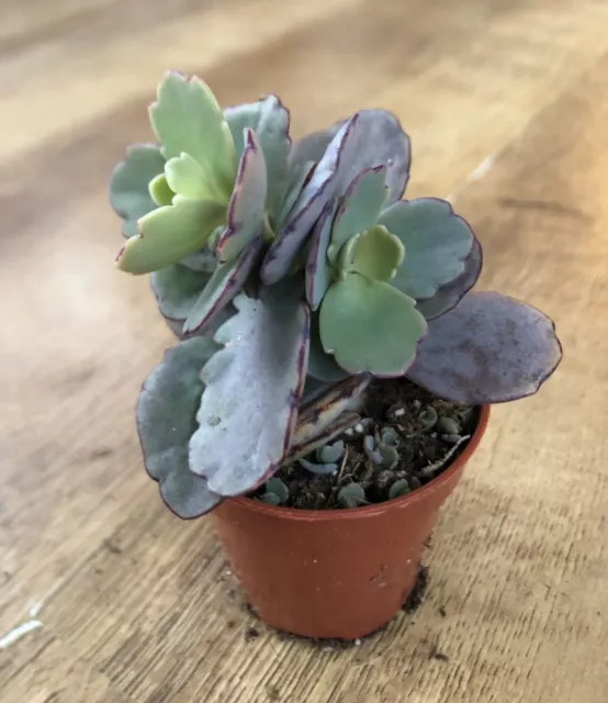 Kalanchoe Fedtschenkoi Variagata | Rooted 6cm Pot | Lavender Scallops