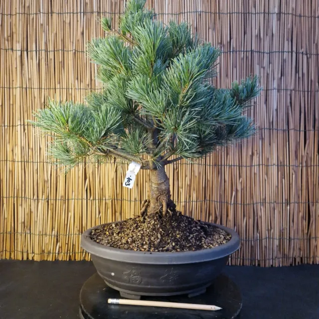 Bonsai di Pino Pentaphilla h 55cm Visita il mio negozio!