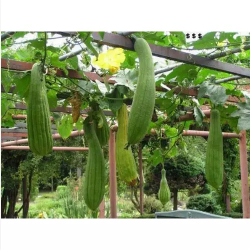 ZUCCA LUFFA CYLINDRICA Sponge gourd Loofa, 12 semi +OMAGGIO