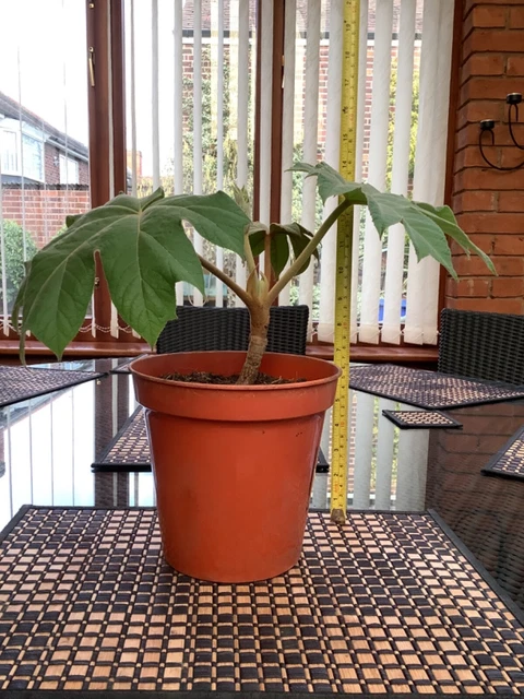 TETRAPANAX REX ( Chinese Rice Paper Plant) £30.00 - PicClick UK