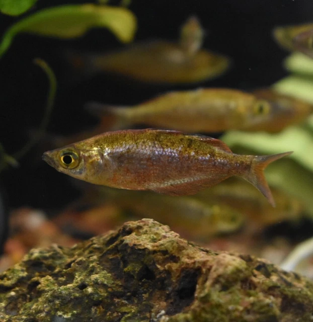 Live Red Irian Rainbowfish 1.5-2" (Pack of 3 Freshwater Aquarium Fish)