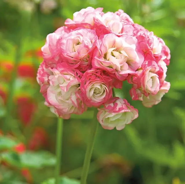 10PCS Semillas Geranio 'Apple Blossom Rosebud' Grandes flores perennes