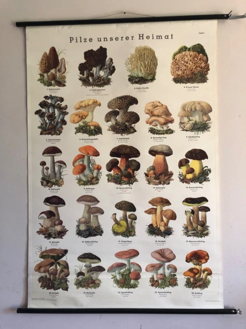 Toadstool Classification Chart VINTAGE MUSHROOM I school wall chart poster Pilz toadstool fungi cep ...
