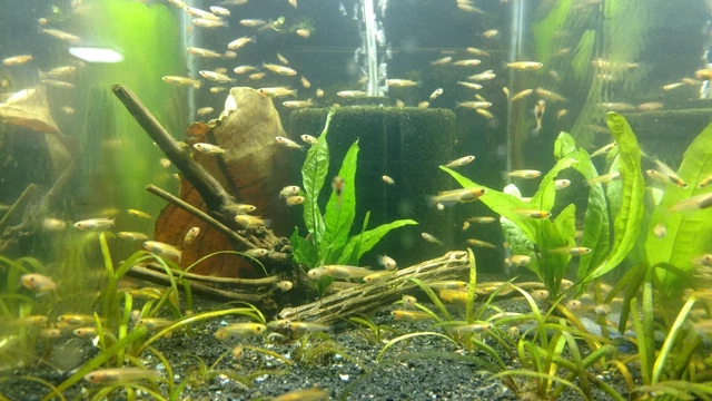8 Gold Medaka Rice Fish - Homebred