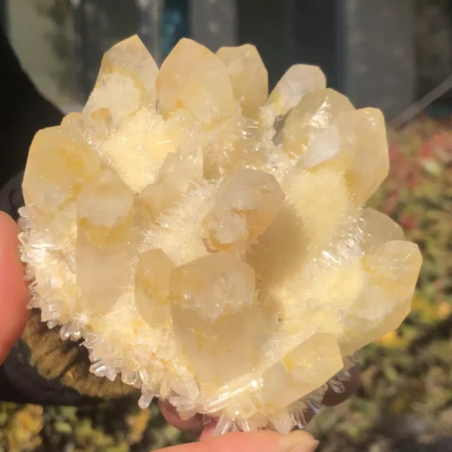 1.09LB  New Find yellow Phantom Quartz Crystal Cluster Mineral Specimen Healing