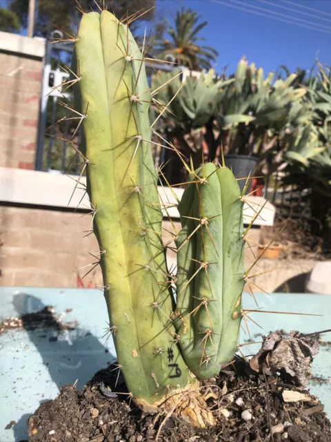 Cactus T. Bridgesii Bendigo Dawson's Garden Clone Well Rooted Plant & Pup #19