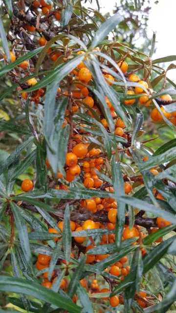 Hippophae rhamnoides 'Friesdorfer Orange' / Argousier autofertile / Godet