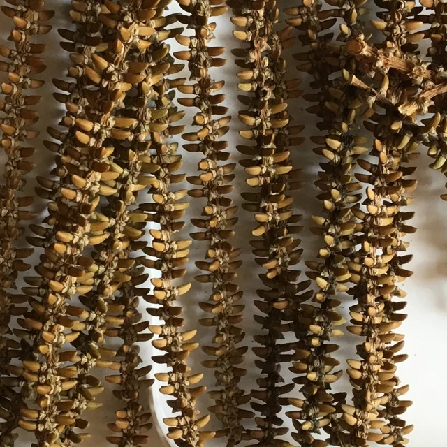 24 piezas Cesta Tejiendo Palma Inflorescencia 12 pulgadas Decoración Seca Floral Artesanías