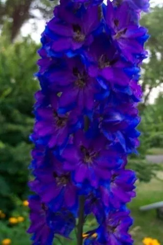 25 + Pacific Géant Noir Knight Delphinium Semences Florales/Pérenne