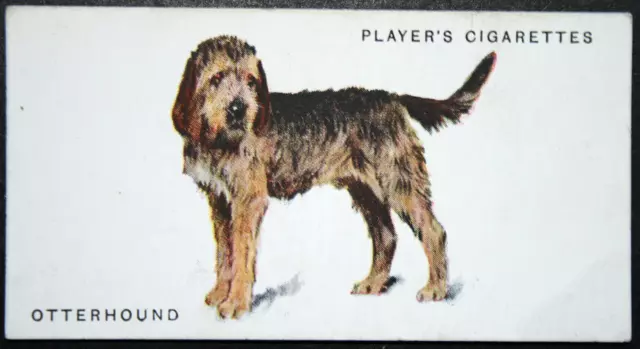 OTTERHOUND   Vintage 1930's Illustrated Dog Card  SC23M