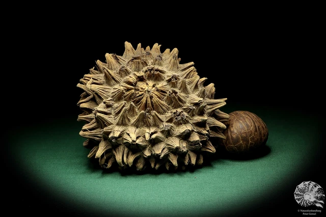 Phytelephas macrocarpa Sudamérica palma reciente frutos secos fruta seca decoración