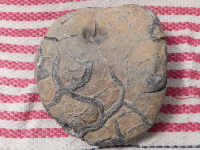 Septarian Nodule Stone Rock Geode Crystal 8 lbs 5 oz Healing stone