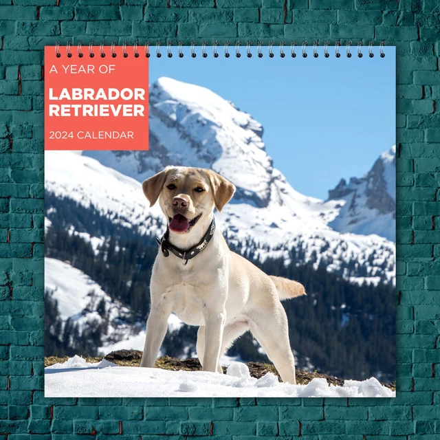 LABRADOR RETRIEVER CALENDAR 2024, Dog Wall Calendar 2024, Funny