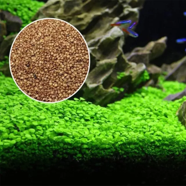 2 Pack Live Aquarium Plant Seeds Water Grass Green Mini Leaf For Fish Tank
