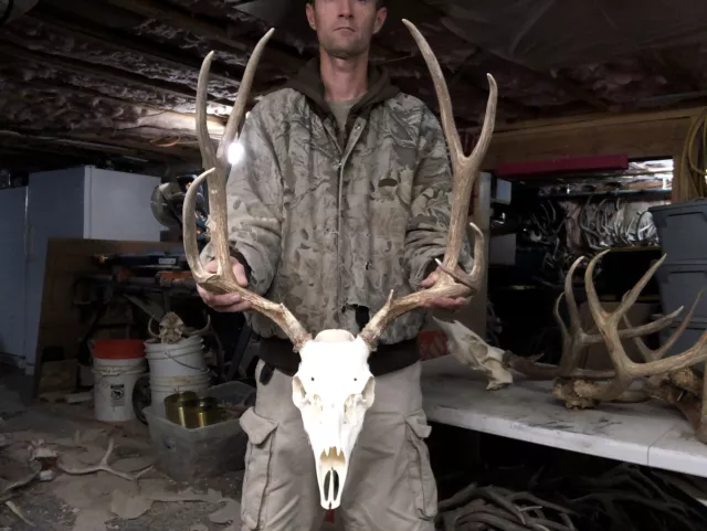 Nice Mule Deer European Mount Set Antlers Sheds Horns Elk Moose Rack