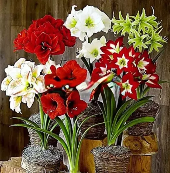 100PCS Semillas Amaryllis Hermosas Grandes Flores Perennes