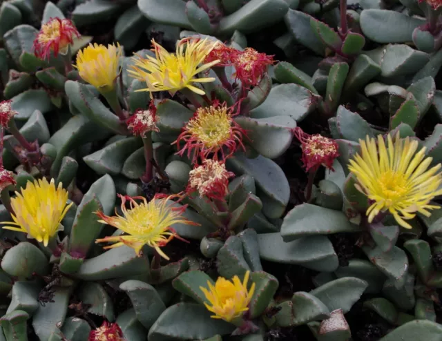 SAMEN i! BIJLIA-Kaktee !i Bonsai Kaktus Kaktee Zimmerpflanze exotisch Sämereien