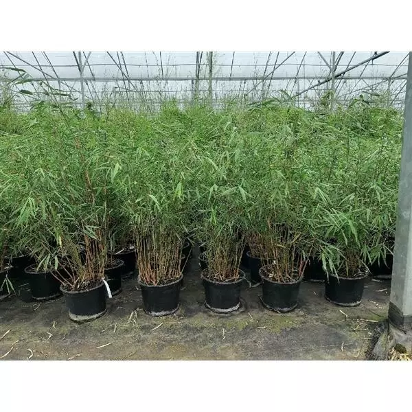 Fargesia scabrida 'Asian Wonder' Heckenpflanze bildet keine Rhizome