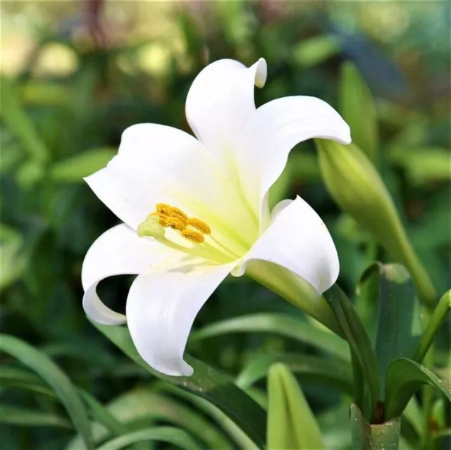 Belladonna White  # Big And Mature Bulbs : 5 For $60 Free Postage