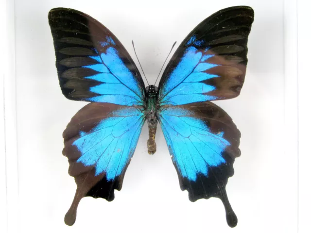 Blue Emperor - beau papillon réel, conservé dans la vitrine 3D - qualité musée 2