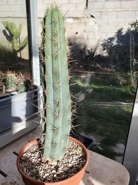 Cactus cierge. Echinopsis cuzcoensis. H. 33/35 cm. 2