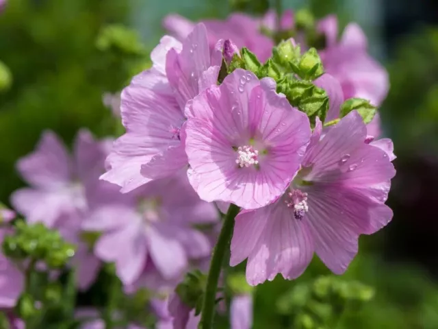 "Mystic Merlin" Graines de fleurs de mauve trémière pourpre vivaces belles...